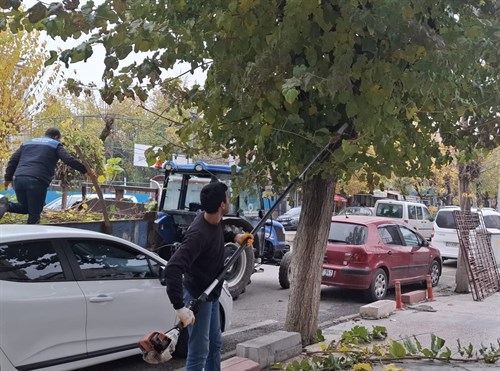 Siirt Belediyesi Şehir Merkezinde Ağaç Bakım ve Budama Çalışmalarına Devam Ediyor